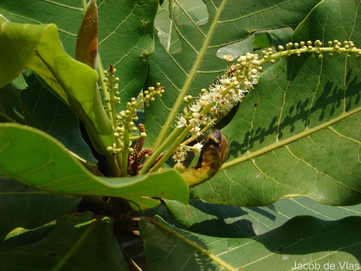 Terminalia catappa L.